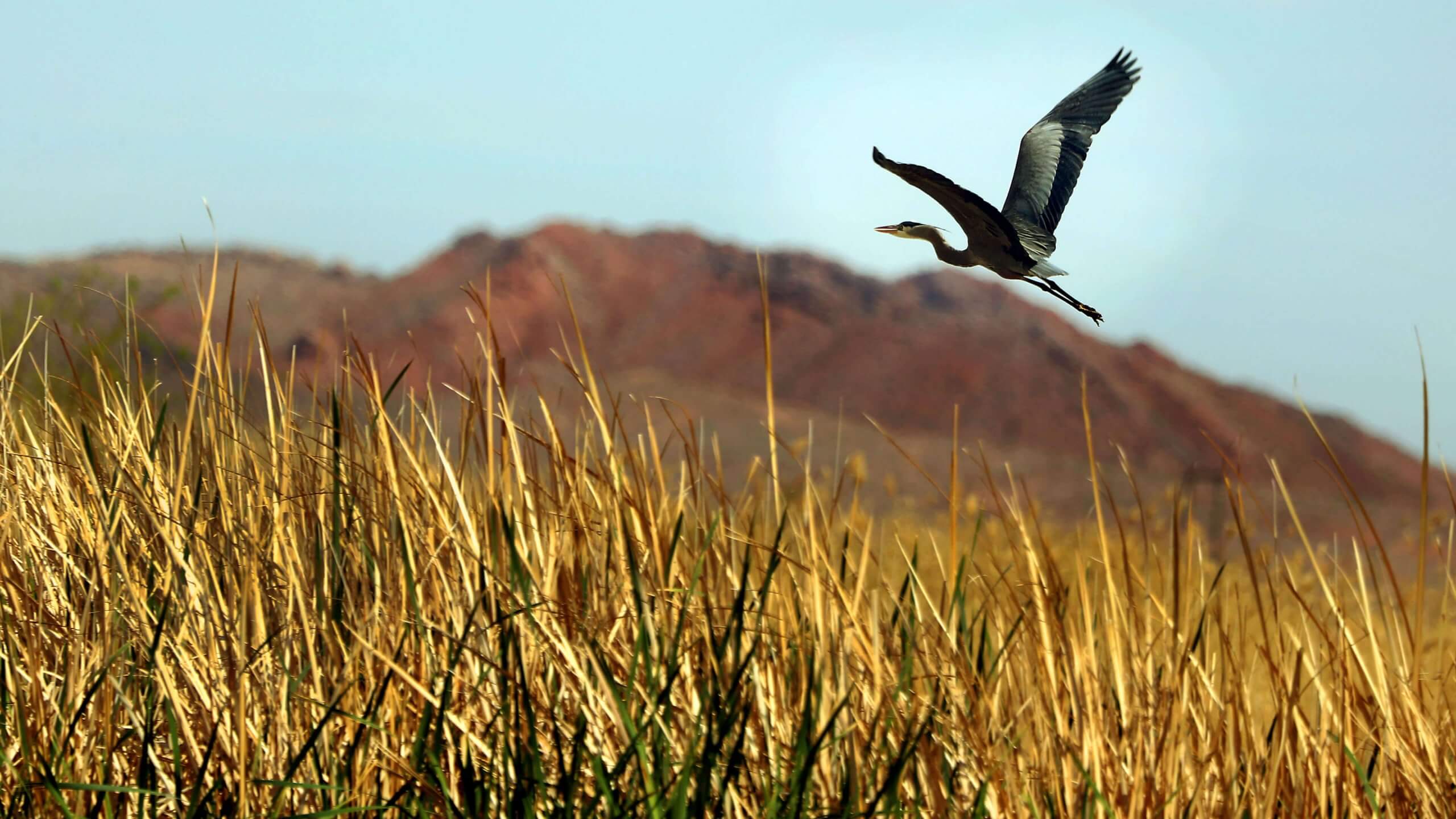 We’re named for the majestic blue heron. It represents something beautiful and unexpected, yet organic and naturally occurring in Southern Nevada.