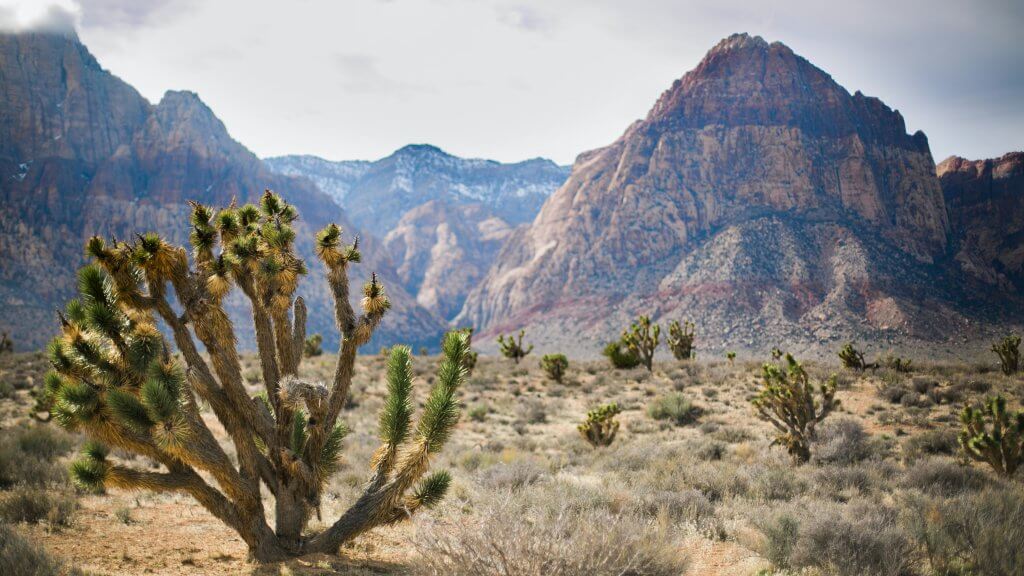 Red Rock Joshua 3840.jpg scaled